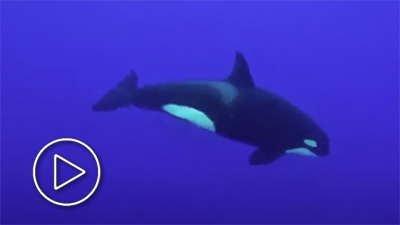 Video de orcas 